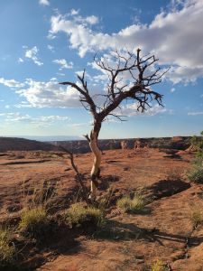 Canyon Tree - Shawny Fin
