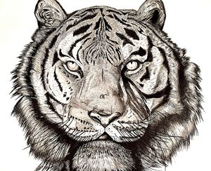 A tiger's stare
