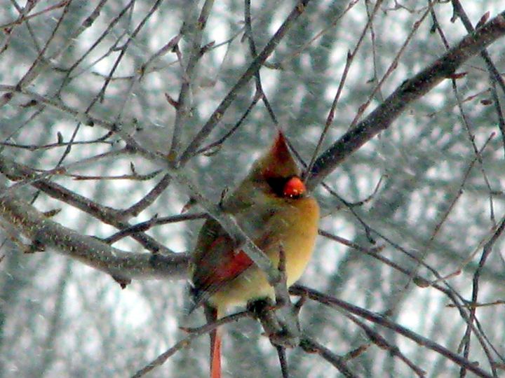 Queen Cardinal in snow - New Yorick & Co.