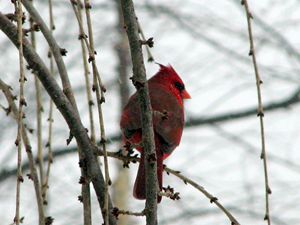 King Cardinal
