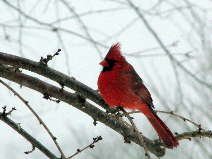Cardinal in Snow - New Yorick & Co.