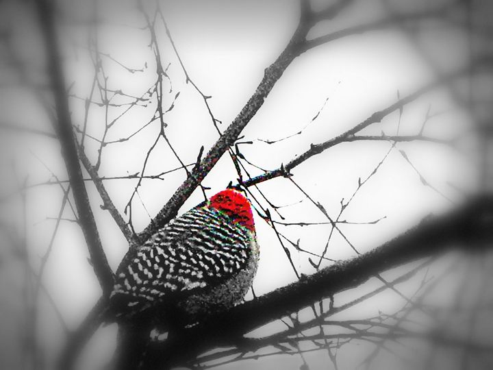 Woodpecker in Winter - New Yorick & Co.