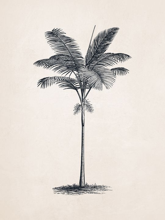 Tree Sketch 03 Sabal Palm Tree  Apolo Prints  Drawings  Illustration  Flowers Plants  Trees Trees  Shrubs Palm Trees  ArtPal