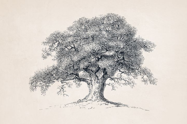 Learn how to draw a deciduous oak tree free landscape art lesson