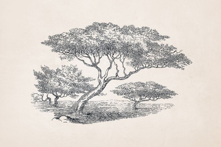 Tree Sketch #59 Acacia Tree - Apolo Prints - Drawings & Illustration,  Flowers, Plants, & Trees, Trees & Shrubs, Other Trees & Shrubs - ArtPal