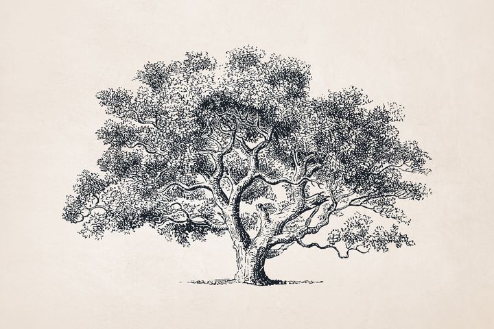 21 Easy Tree Drawing Ideas - Craftsy Hacks