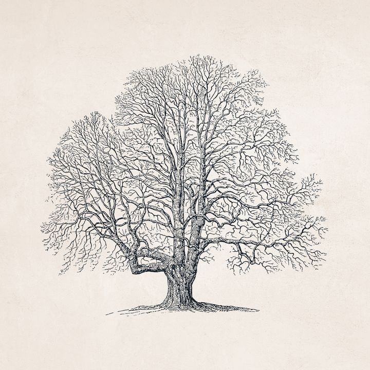 white oak tree drawing