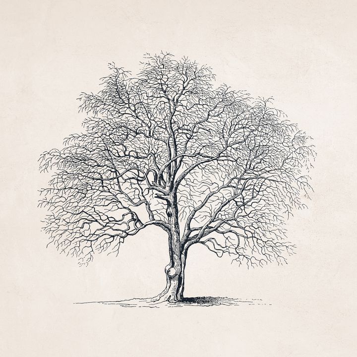 Sketch tree png images | PNGEgg