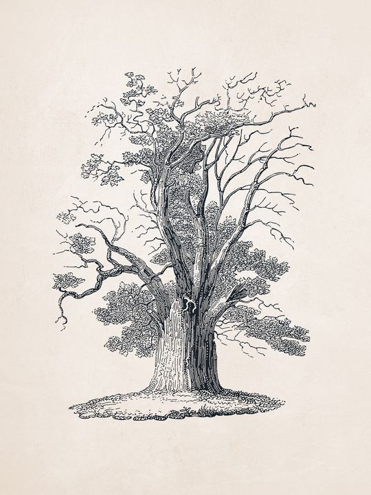 Oak tree drawing hires stock photography and images  Alamy