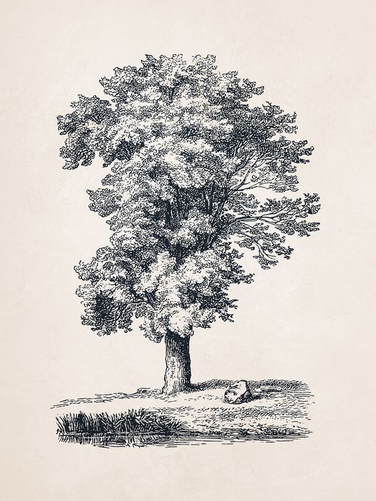 How to Draw a Realistic Tree | SketchBookNation.com
