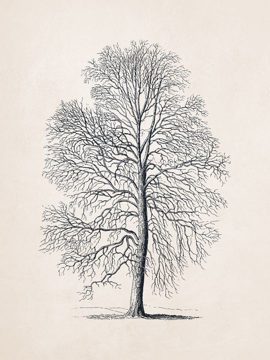 Premium Vector | Hand drawn winter bare tree sketch vector bare trees  leafless dead old dry no leave pencil sketch