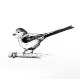 Long-tailed Tit Drawing