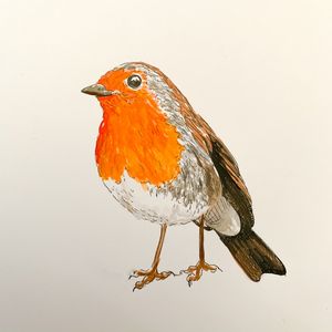 Robin Illustration