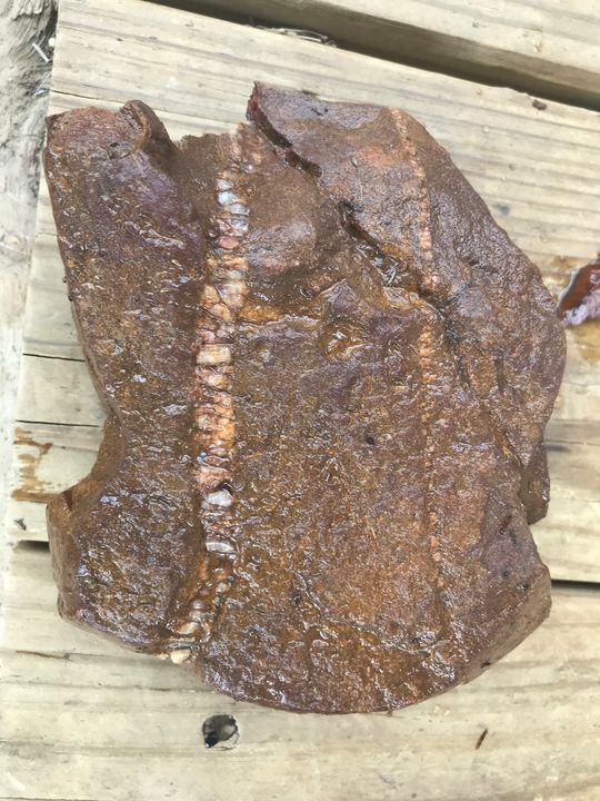 Ancient mummified fossilized head - It’s out of this world man