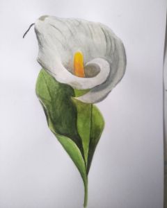 White calla lily painting