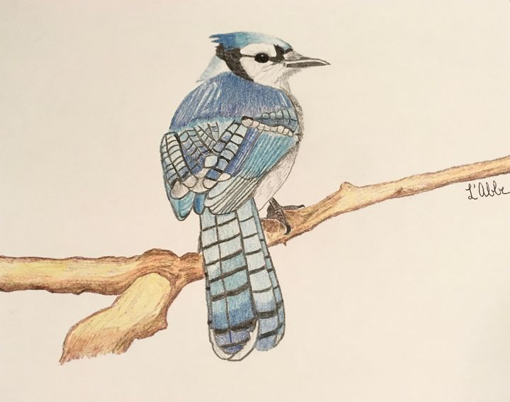 Blue Jay Colored Pencil Drawing