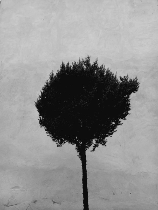 Tree 3 Yarema Semaniv Photography, Flowers, Plants, & Trees, Trees