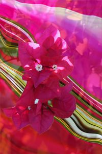The Spirit of Bougainvillea