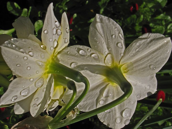 Raindrops Alive - Michael Klerck