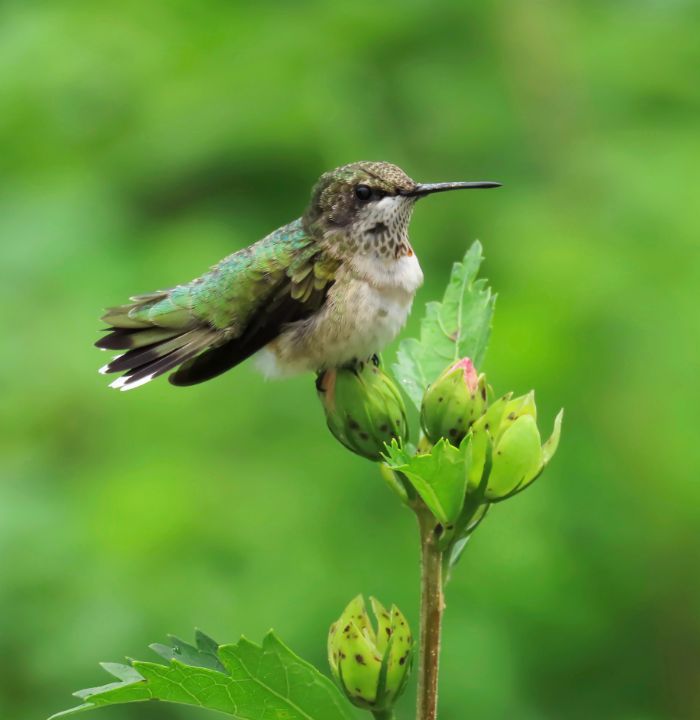 Toronto Blue Jays White Purple Hibiscus Pink Hummingbird Pink