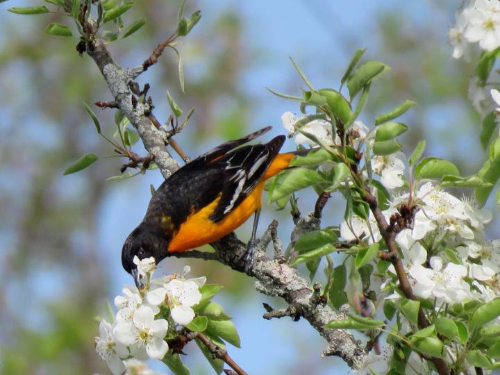 Spring's Arrival Baltimore Oriole - Rebecca Grzenda - Photography ...