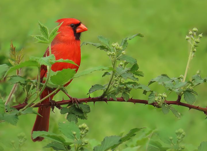 Cardinal Amongst Wild Rose Buds - Rebecca Grzenda - Photography ...