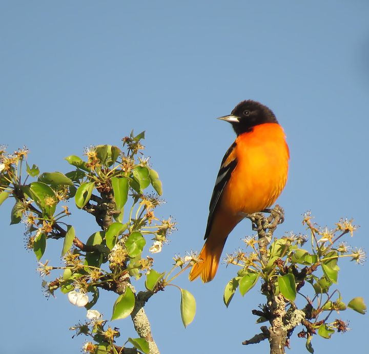 Songbird - The Baltimore Oriole - Rebecca Grzenda - Photography ...