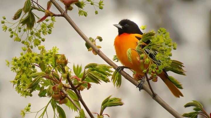 Oriole, Migratory, Songbird, Brightly Colored