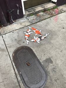 Koi in New Orleans