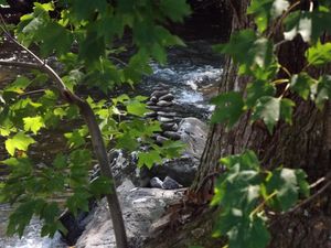 Mountain Stream Through The Trees