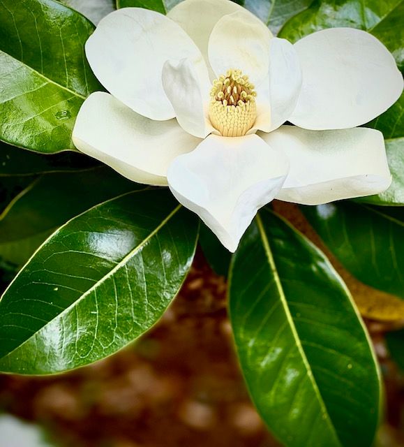 Magnolia - Recent Work