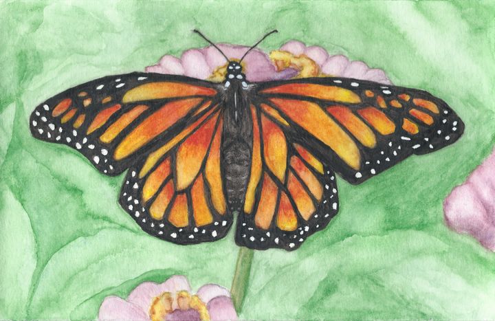 Print-monarch Butterfly Insect Art Drawing Print Watercolor