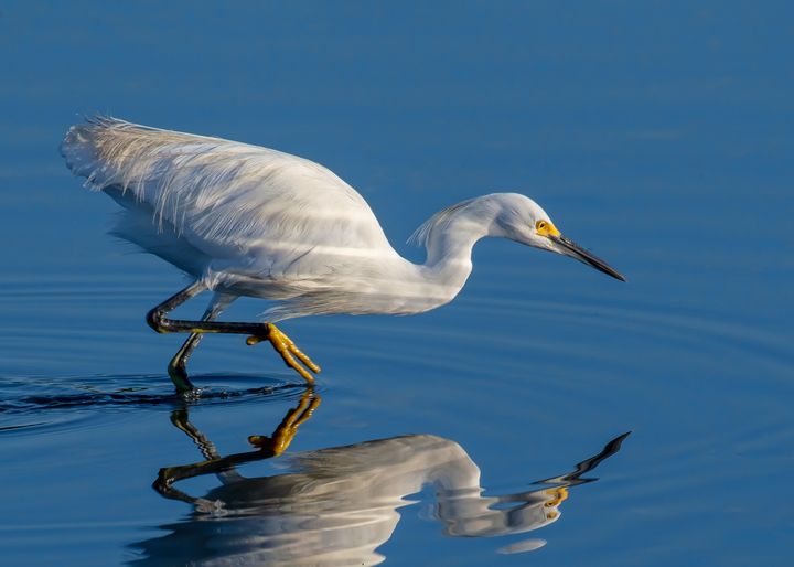 Rainbow reflections - The Southern Lens - Photography, Animals, Birds ...