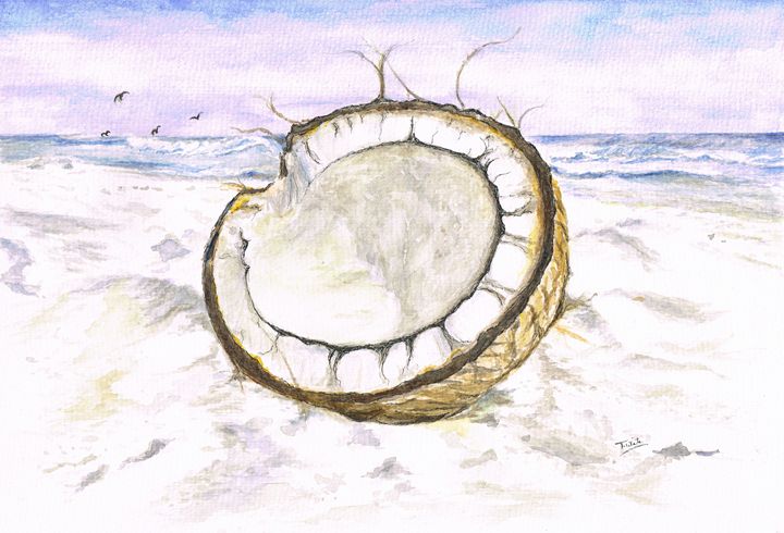 Coconut Shell Pencil Drawing