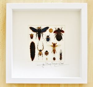 Design mixed insects