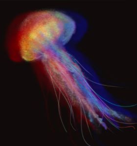 Jellyfish