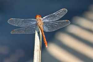 North Fork Dragonfly