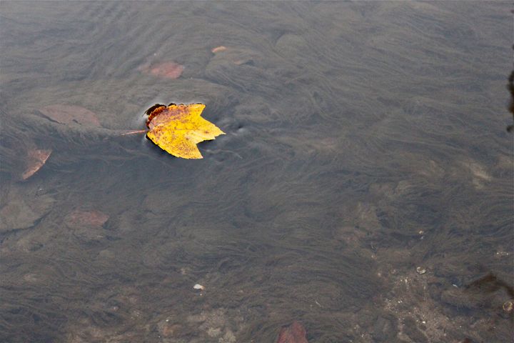 Floating Leaf -  Solshinestudio