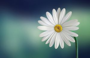 Margarita blanca