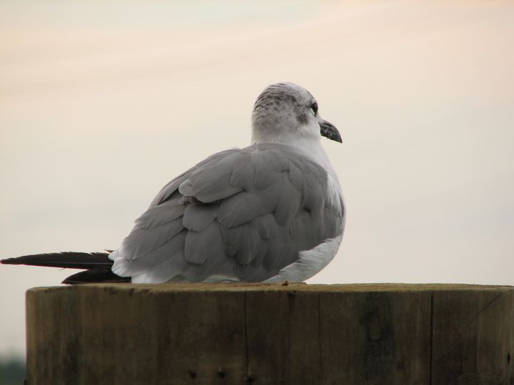 Placid view - Impresonarte - Photography, Animals, Birds, & Fish, Birds ...