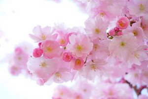 Pink blossom
