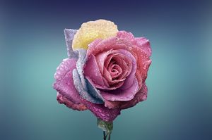 Multi color rose