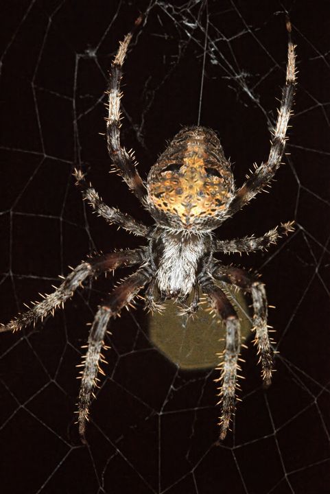 Hentz Orb Weaver #2 - Aubrey Moat - Photography, Animals, Birds, & Fish ...