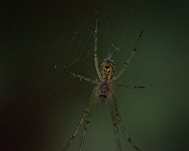 Crum Insects Crum Woods - Aubrey Moat - Photography, Animals, Birds, & Fish, Bugs ...