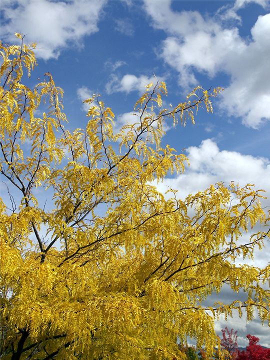 Bright Blue Sky of October - Earl's place