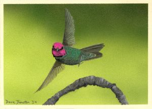 Hummingbird - David Forster