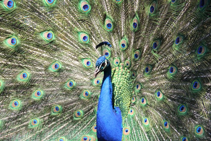 The beautiful Peacock -  Animeshkunwar27
