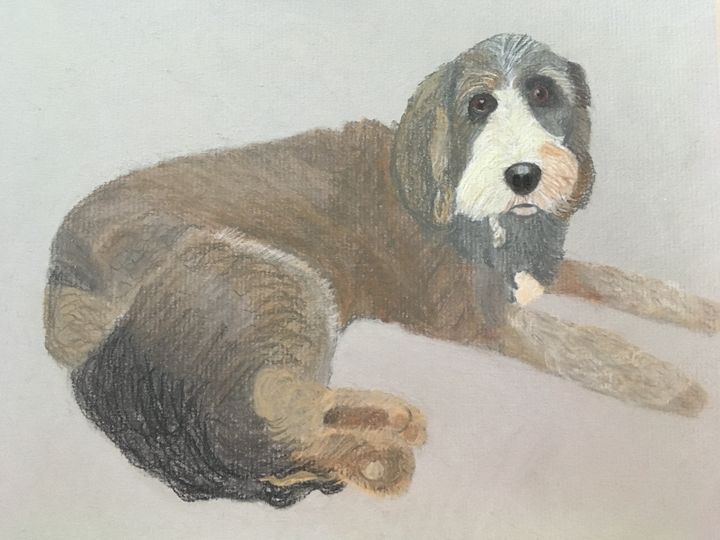 Just Thinking Nicola S Perfect Pets Drawings Illustration