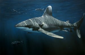 Togeather - whitetip shark (2020)