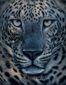 JULIUS - Sri Lankan Leopard ( 2021 )